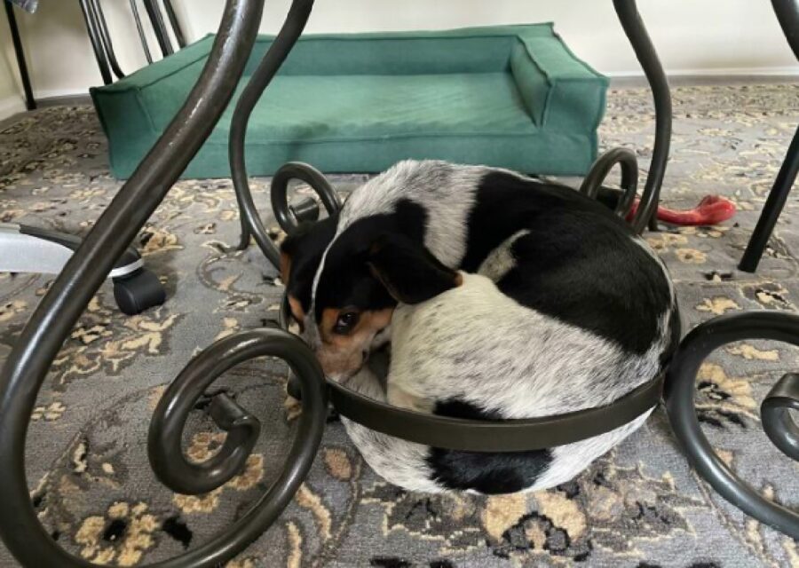 cane dorme alla base di un tavolo