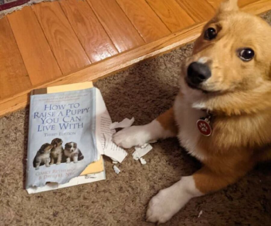 cane strappa un libro