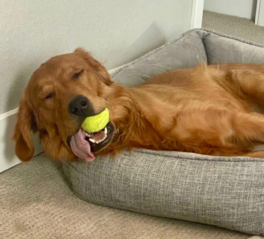 cagnolino con palla tra i denti