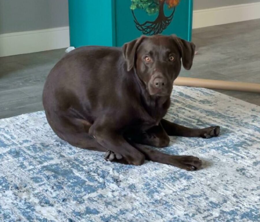 cane labrador seduto stranamente