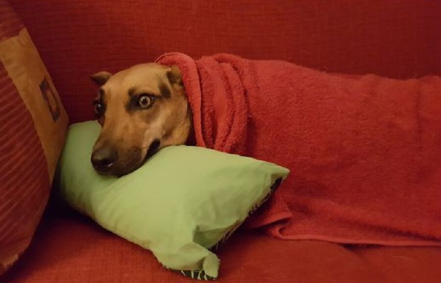 cagnolino su cuscino verde