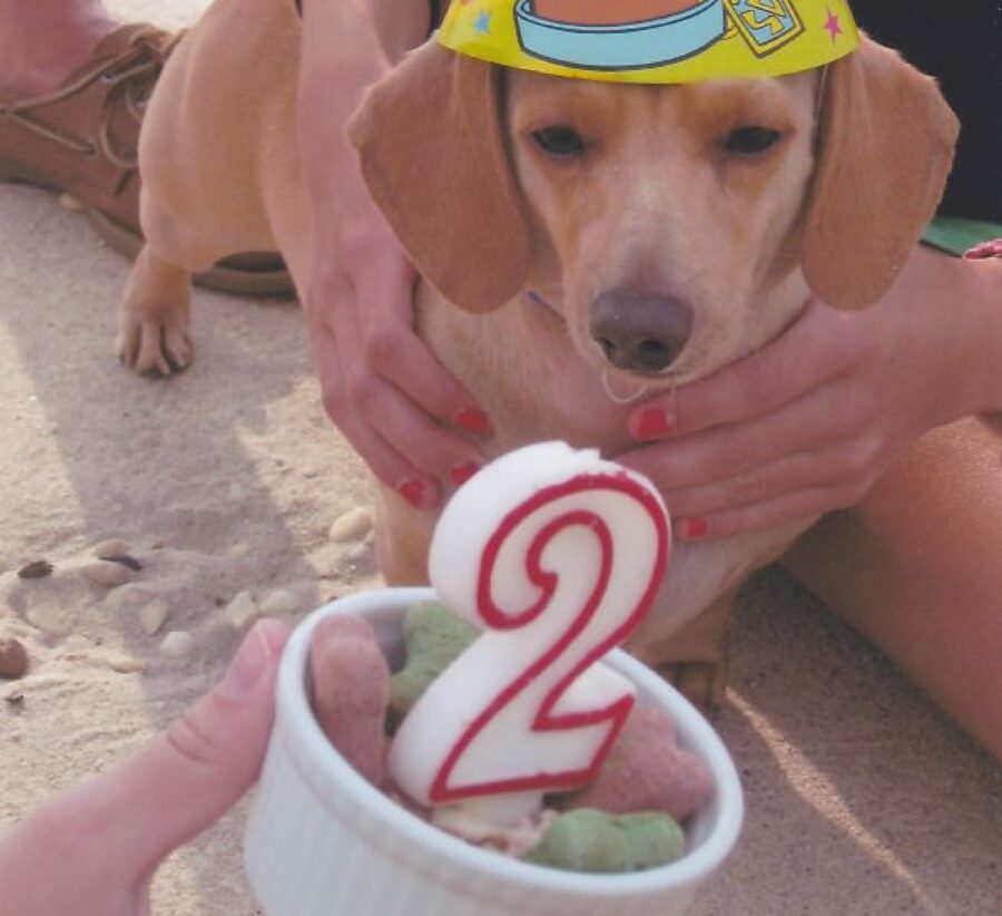 cane festeggia proprio compleanno