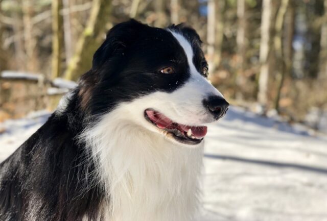 8 foto di cani che rimangono sorpresi dall’ingegno dei loro amici umani