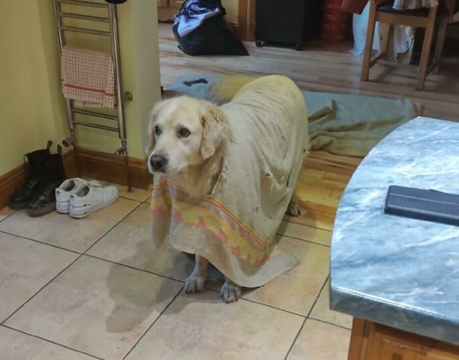 cane coperta blocca movimenti