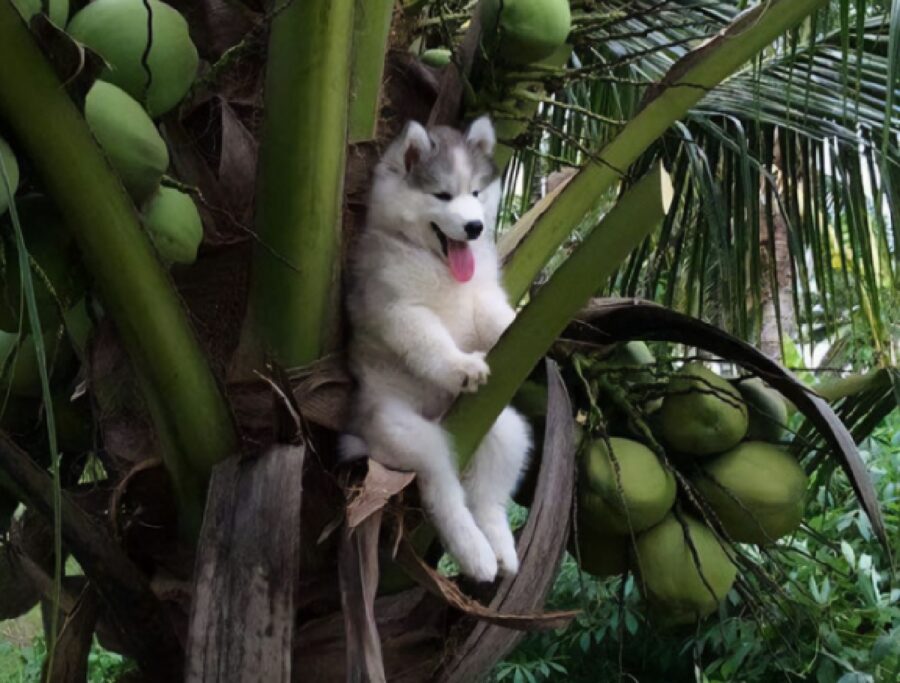 cane pianta bloccato a metà