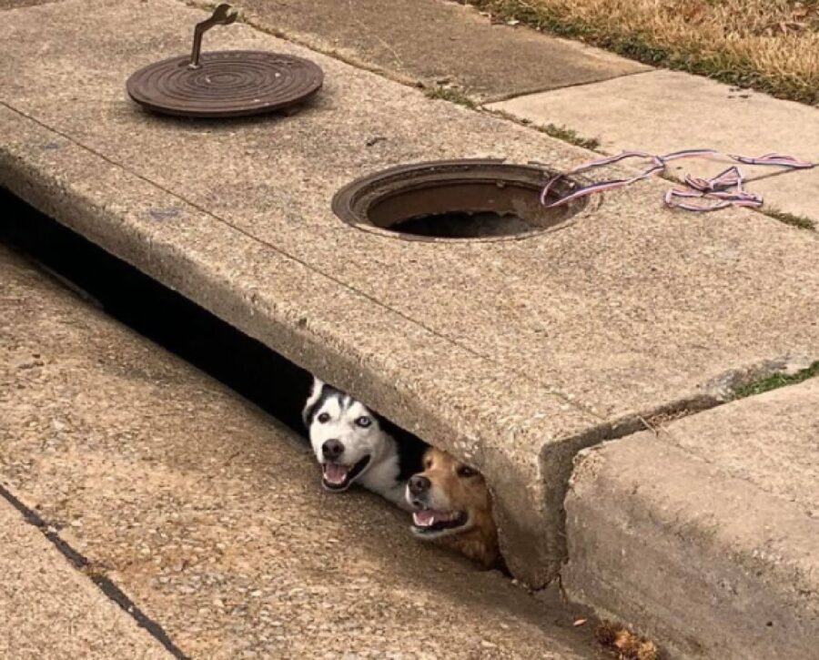 coppia cani si affaccia da scolo acqua