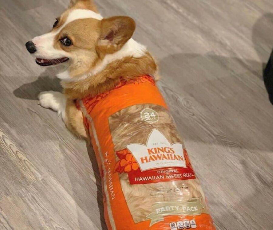 cane dentro busta pane