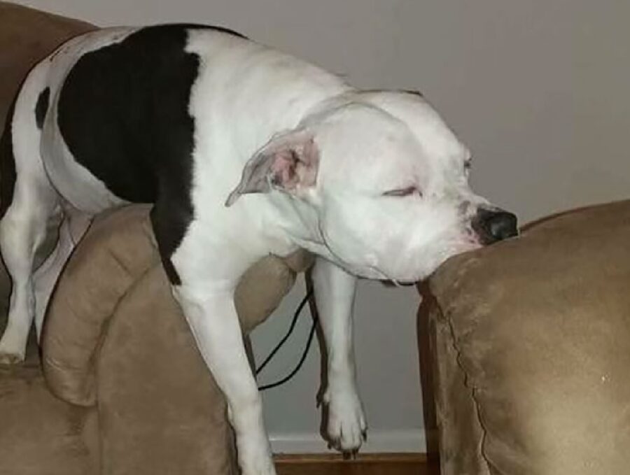 cane muso poggiato su divano