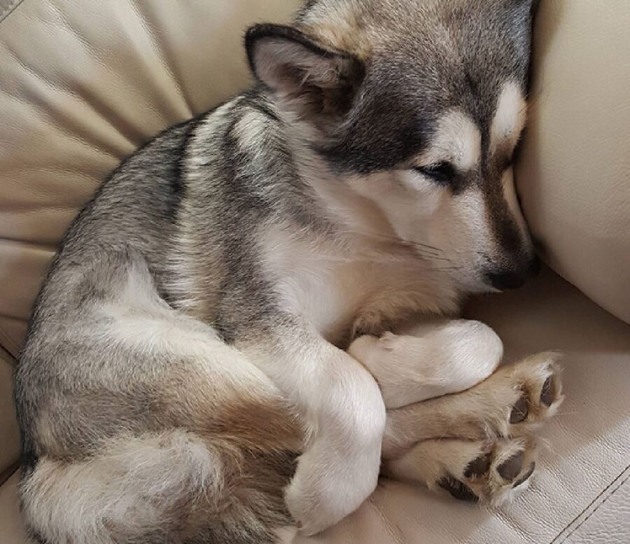 cane husky cucciolo dorme