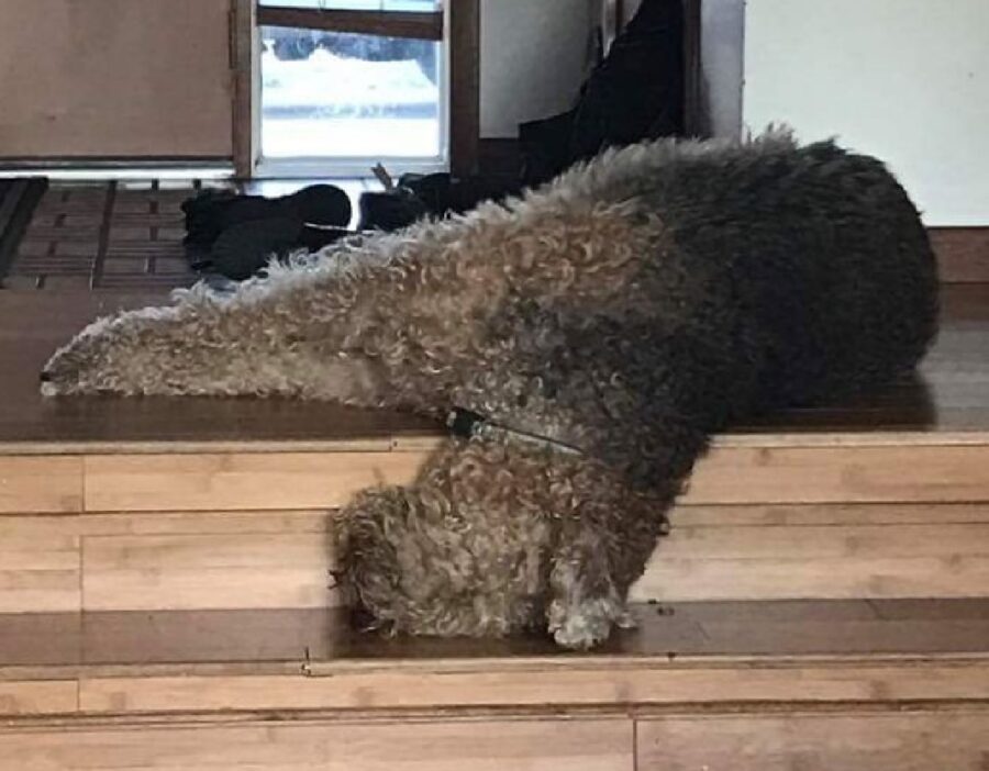 cucciolo testa poggia su scale