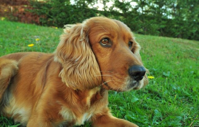 8 foto di cani che, volendo, dormirebbero anche sul bordo di un cratere