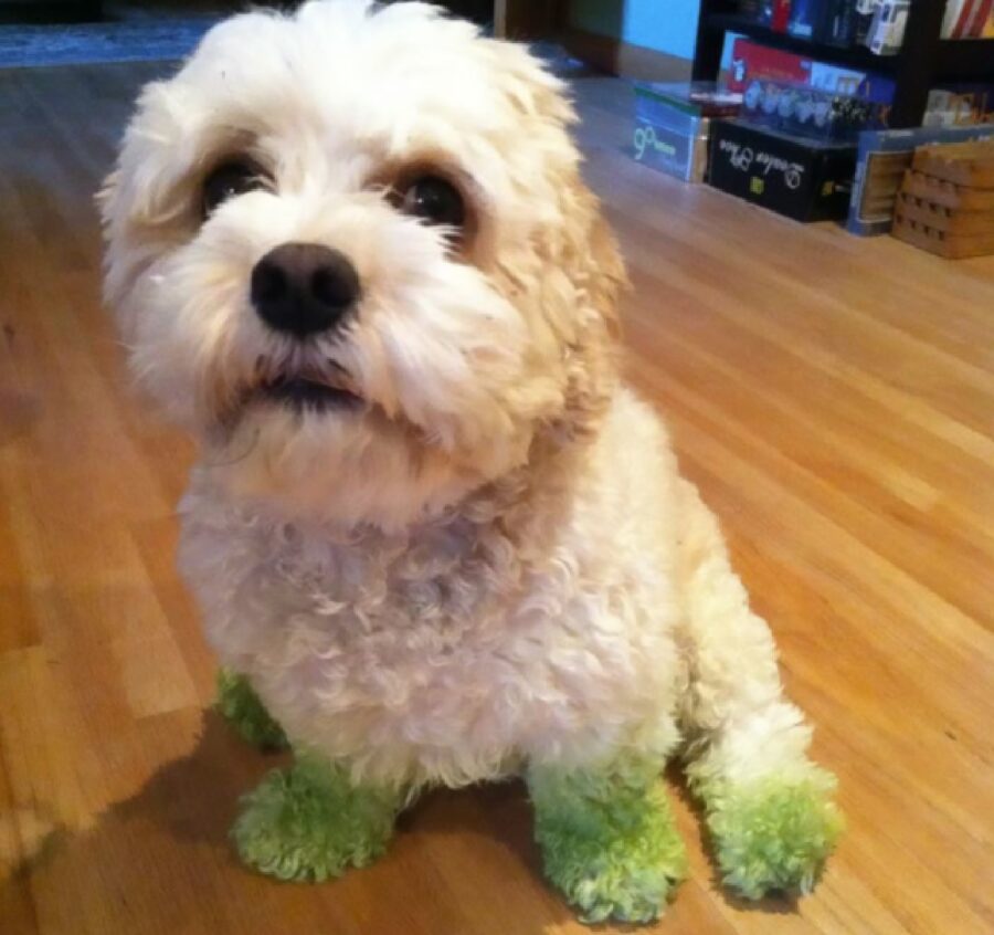 cane zampe sporche di verde