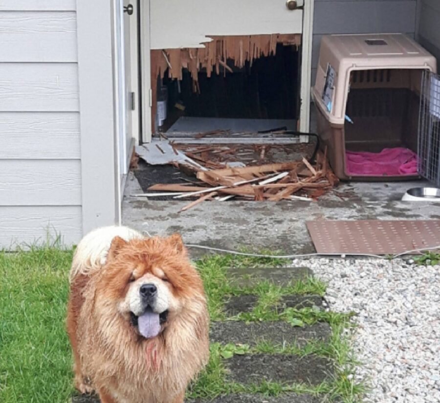 cane rompe porta di casa