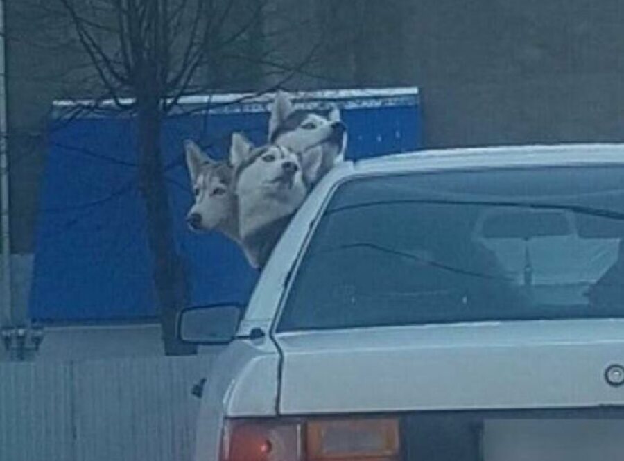 cuccioli di cane husky auto