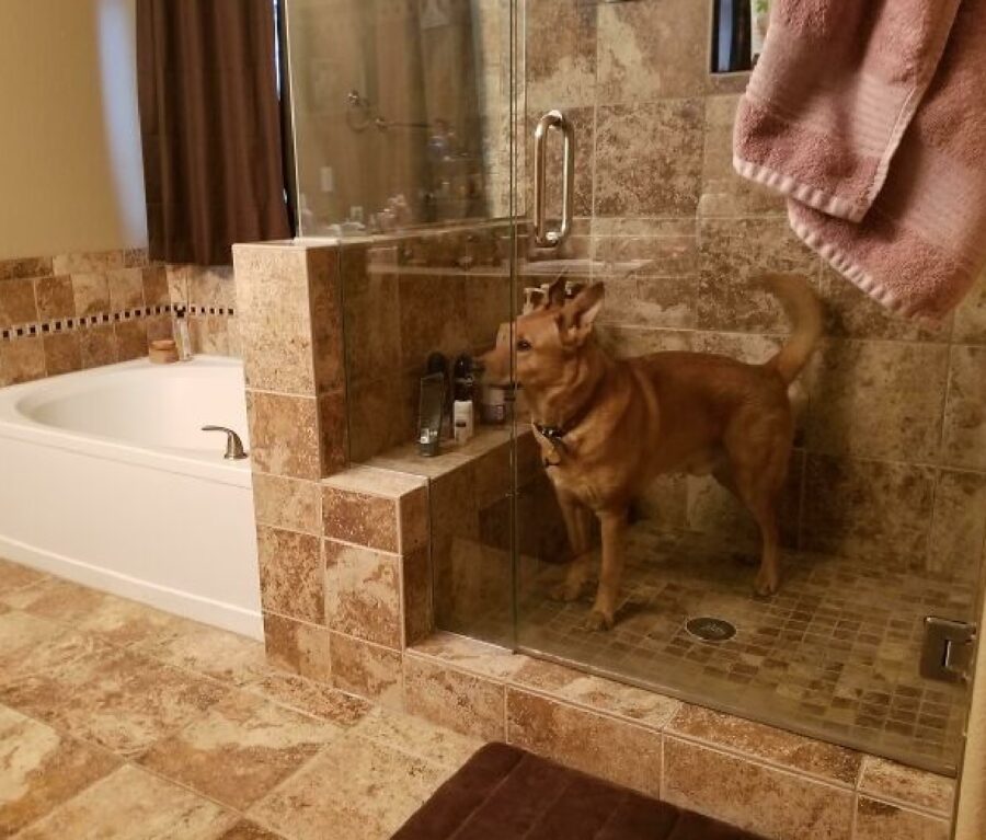 cagnolino chiuso doccia