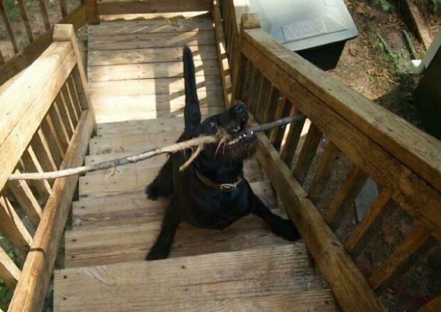 cane bloccato su scale