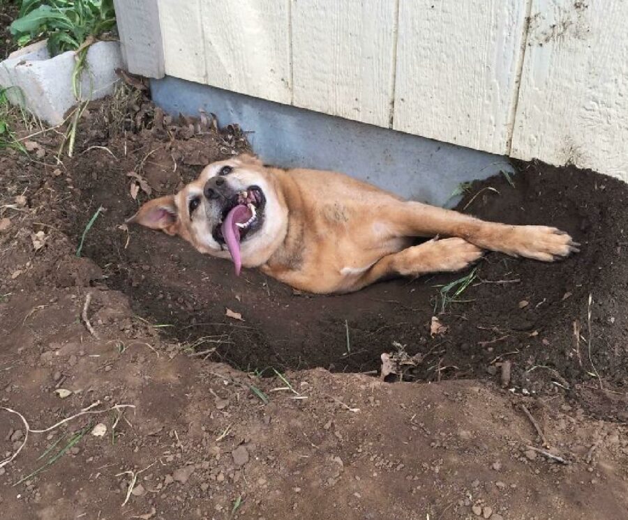 cane bloccato sotto terra