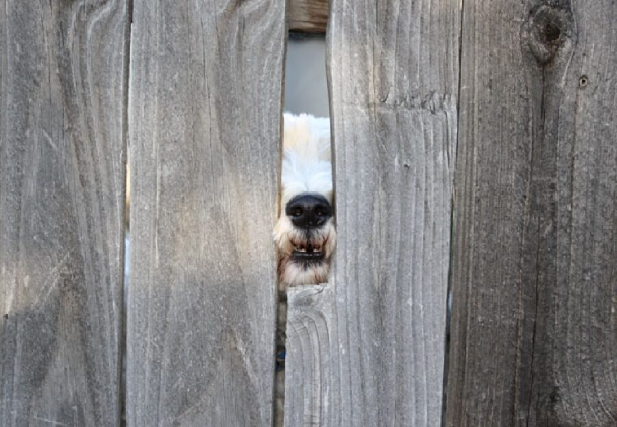 cane tra due lastre di legno