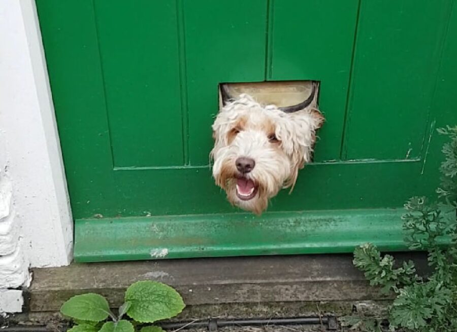 cane si affaccia dalla porta verde