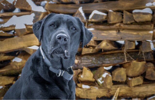 8 foto esilaranti di cani finiti nei guai solamente per aver salutato un nuovo amico