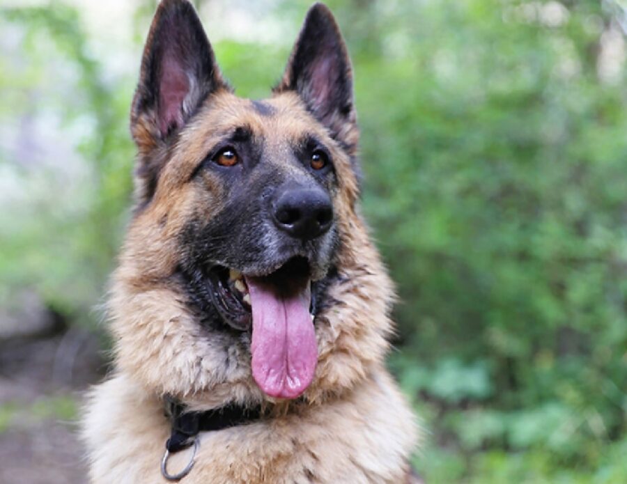 cane pastore tedesco collare