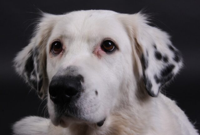 8 foto di cani un po’ in là con l’età che vi faranno tornare il sorriso