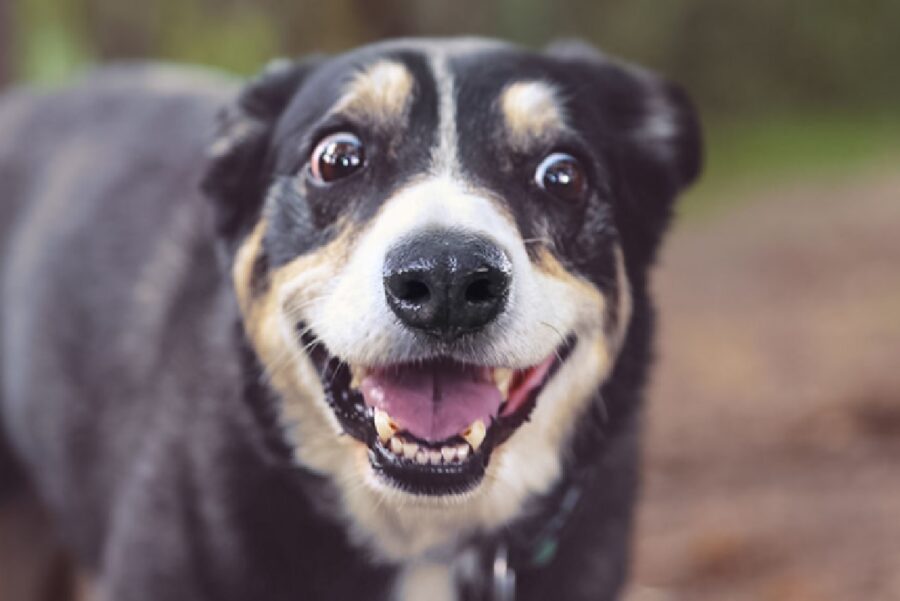 cane sorride perché contento