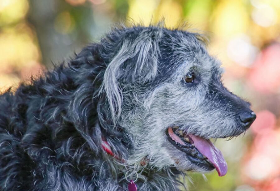 cane anziano tanta vitalità