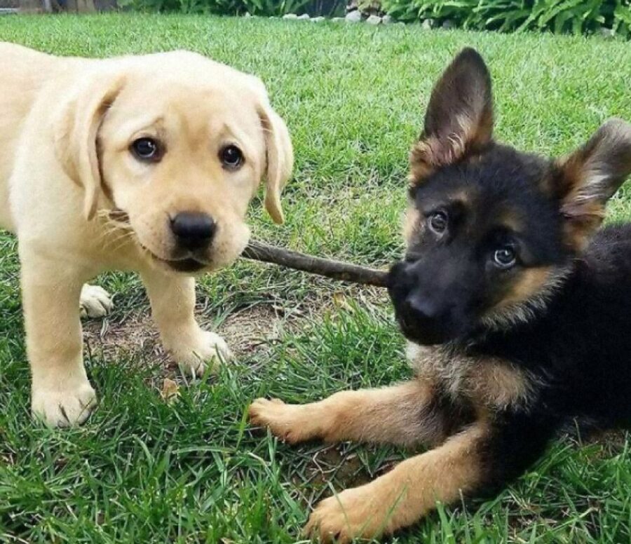 cani giocano con bastone