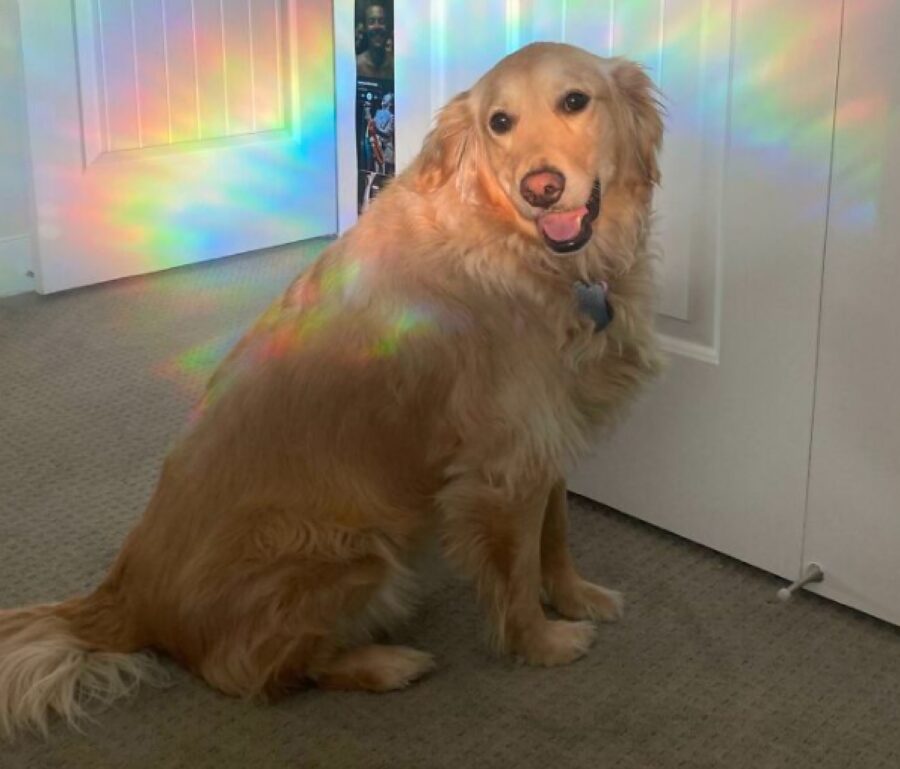 cane luce effetto riflesso