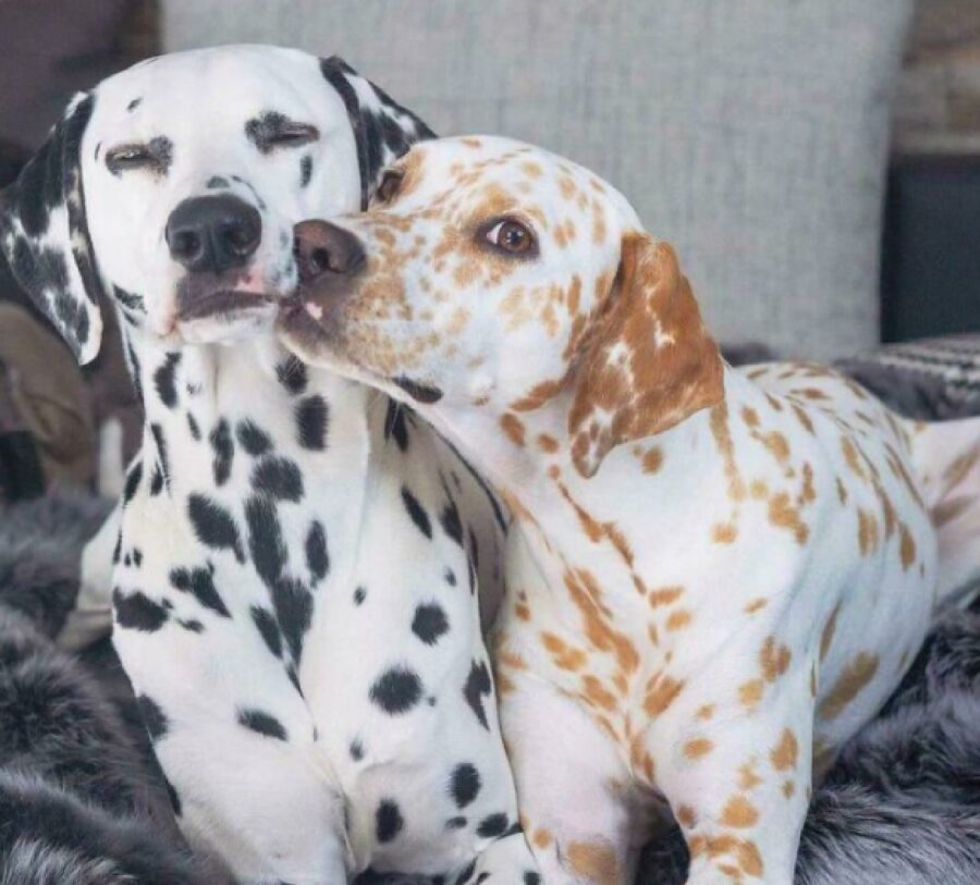 coppia cani dalmata colori diversi