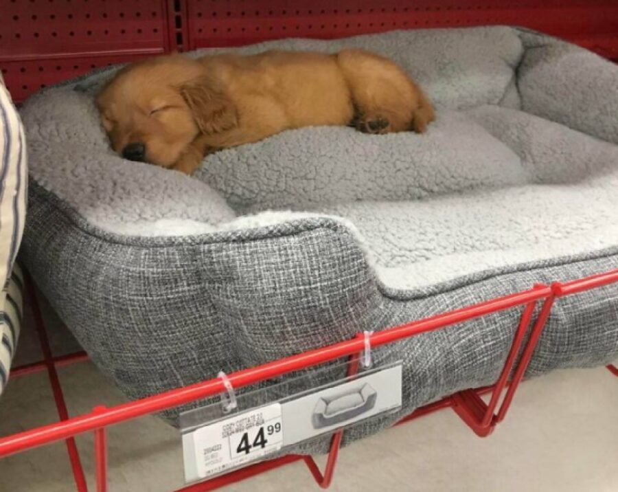 cagnolino dorme su cuccia da comprare