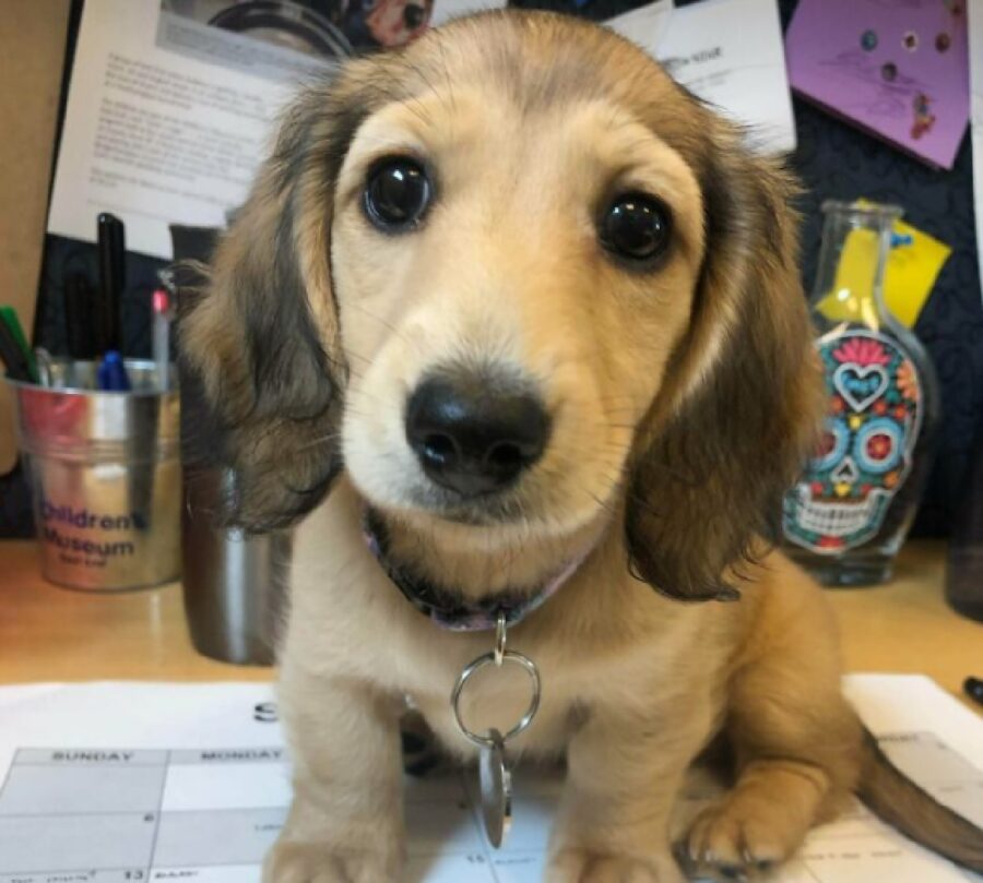 cagnolino collare con medaglietta