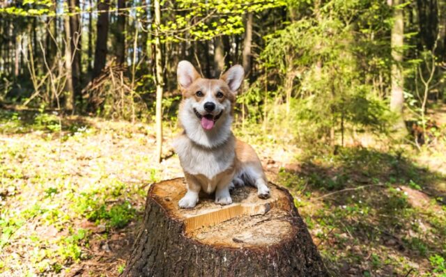 8 foto di cuccioli e cagnolini che stanno vivendo la miglior vita di sempre