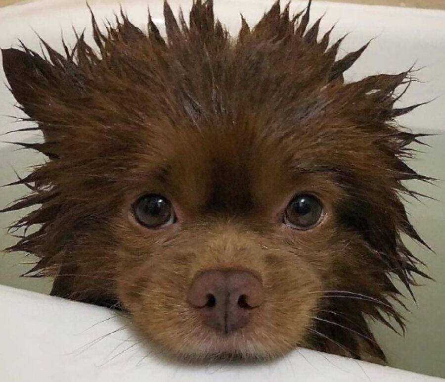 cagnolino ha appena finito il bagno