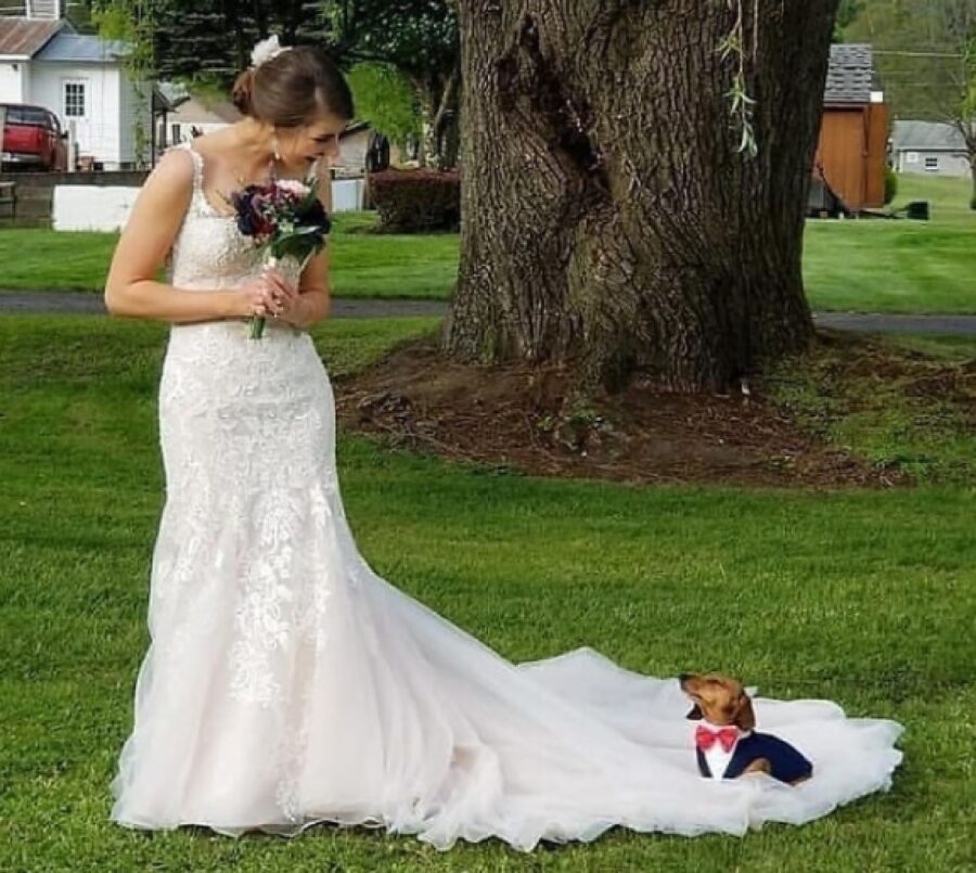 cane marito di una sposa