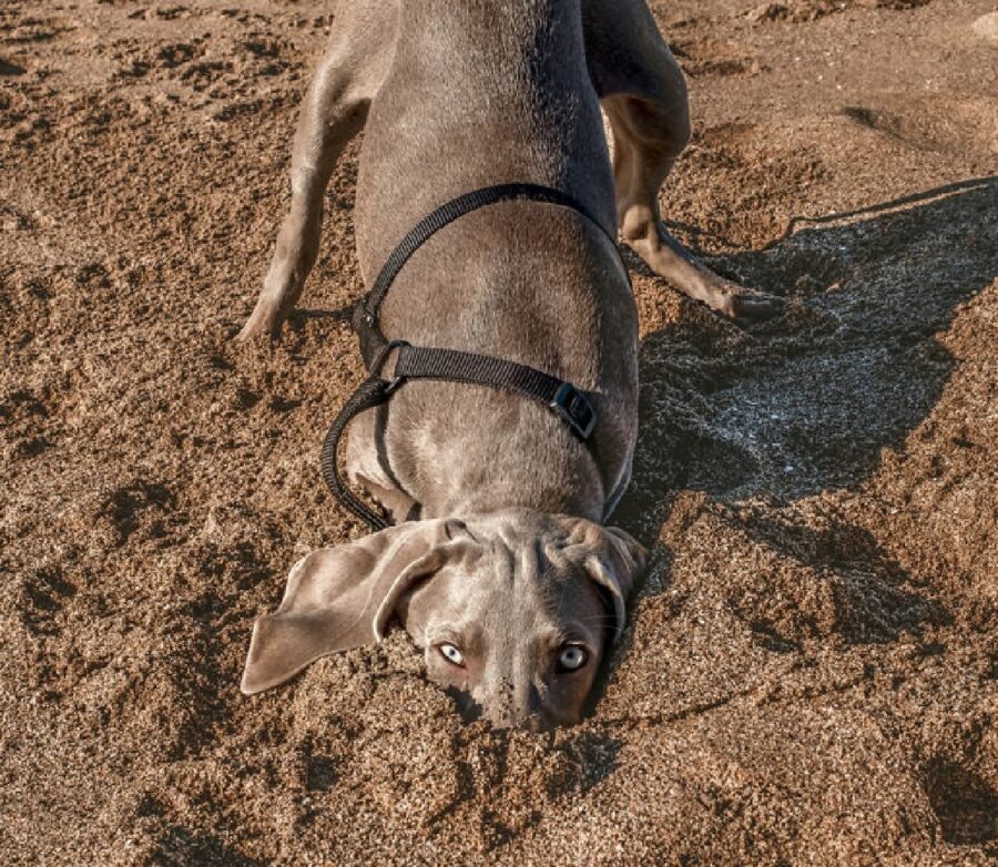 cane mette testa dentro sabbia