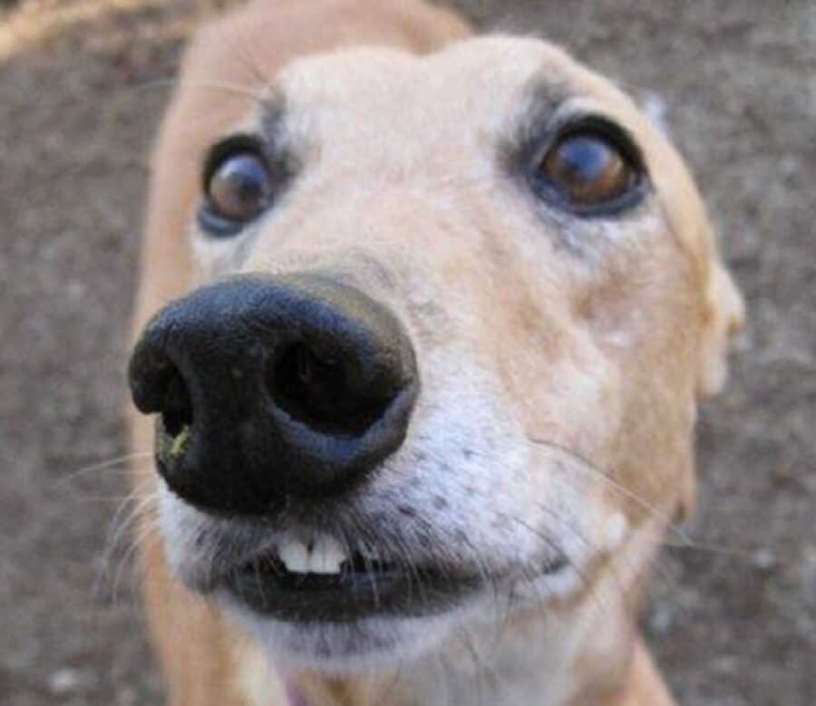 cagnolino incisivi visibili