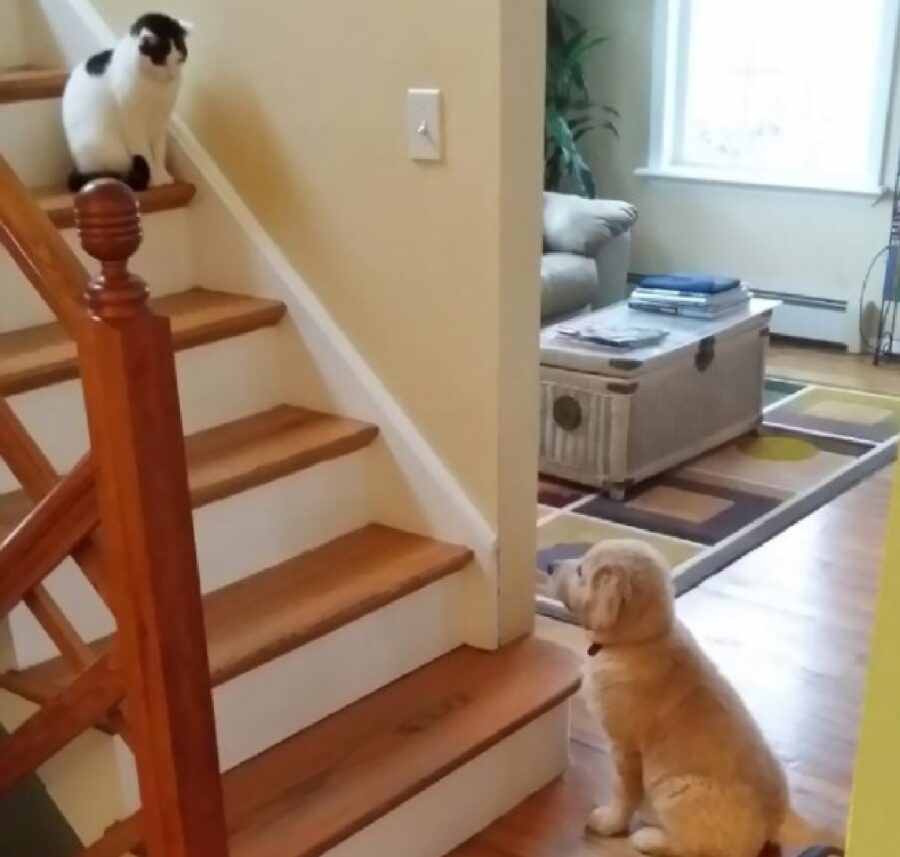 gatto aspetta cane su scale
