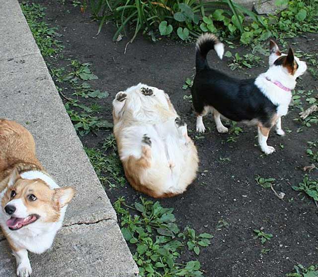 corgi addormentato 