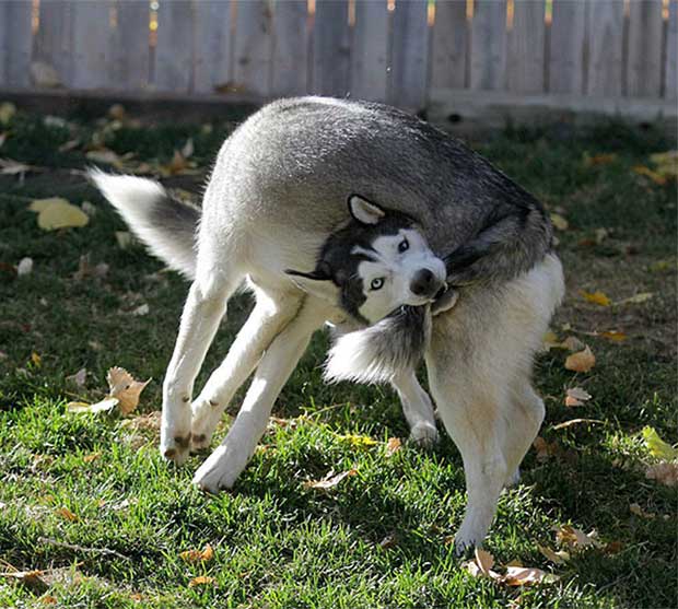 cane che si prende la cosa