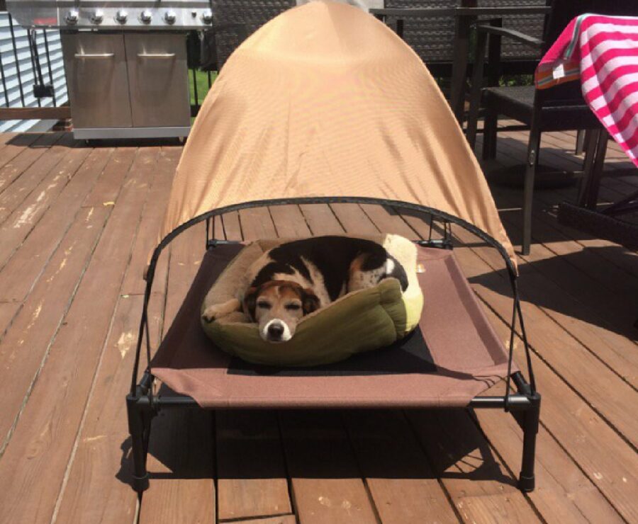 cagnolino tenda come ombrello