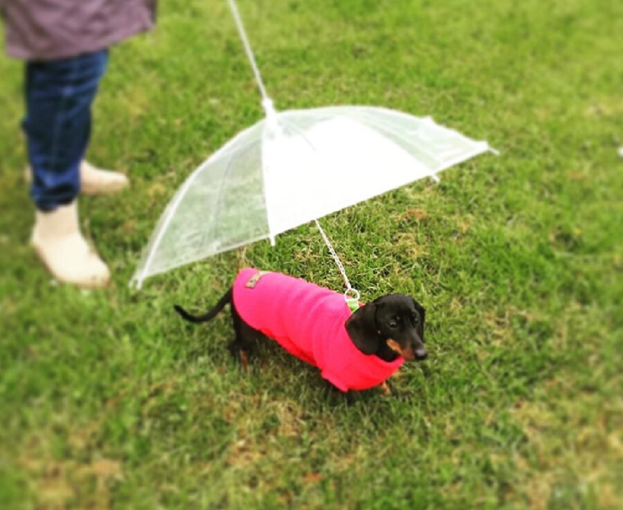 cane con ombrello personale