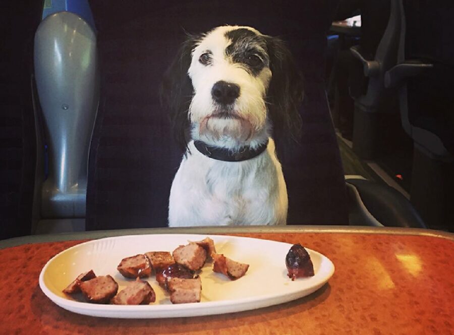 cane davanti piatto di cibo