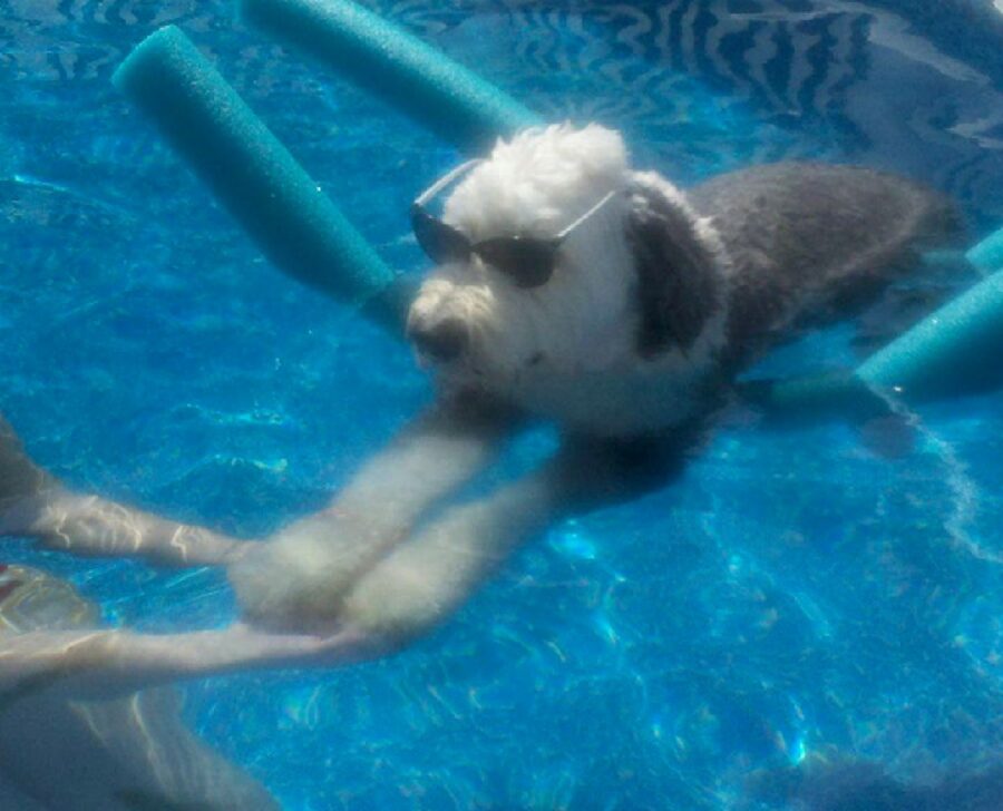 cagnolino se la spassa in piscina