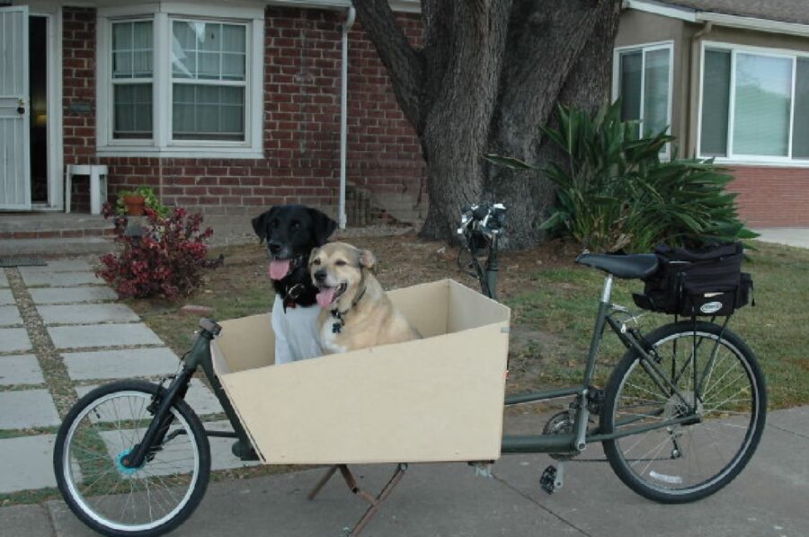 coppia di cani spazio bici