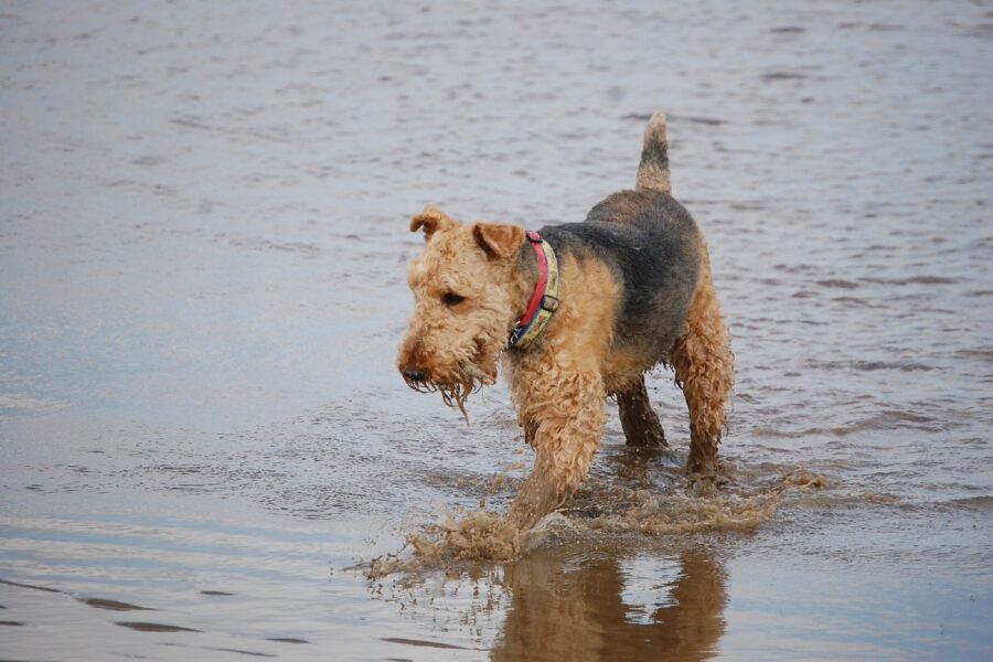 cane in acqua