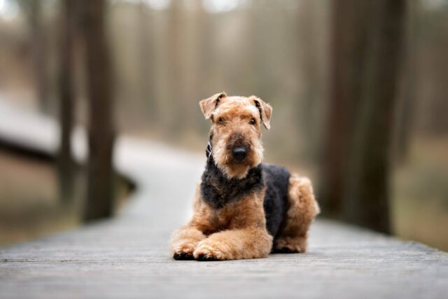 Airedale Terrier: carattere, cure, curiosità e consigli su questa razza