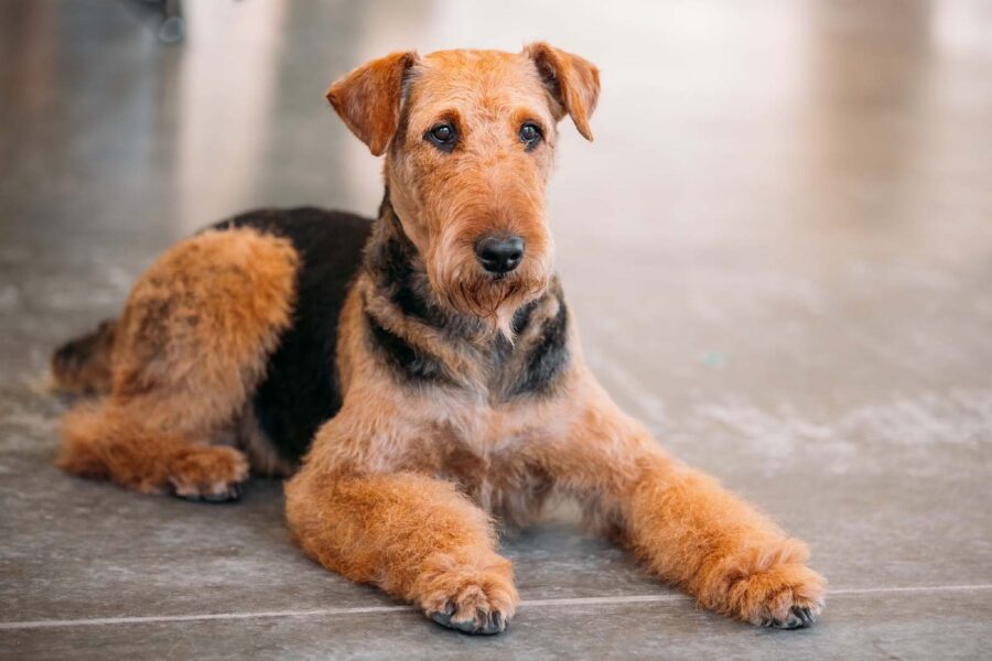 cane accucciato