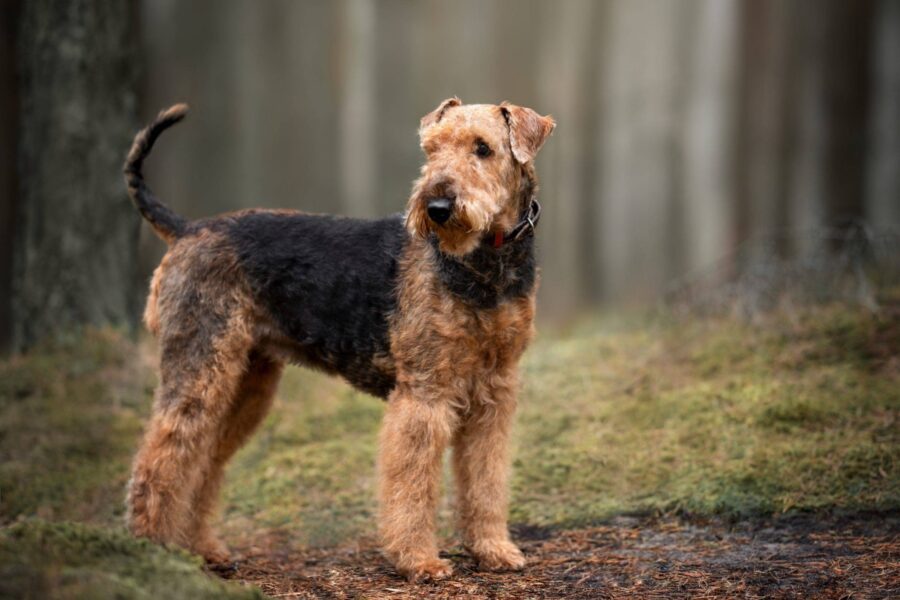 cane nel bosco